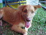 Bobo - Mixed Breed Dog