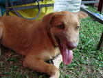 Bobo - Mixed Breed Dog