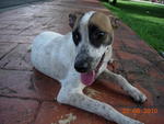 Casey - Mixed Breed Dog