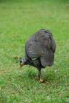 Rara &amp; Mud - Guinea Fowl Bird