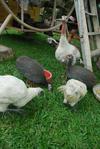 Rara &amp; Mud - Guinea Fowl Bird