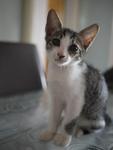 Oo The Adorable Kitten - Domestic Short Hair Cat