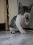 Oo The Adorable Kitten - Domestic Short Hair Cat