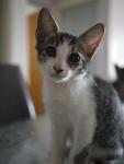 Oo The Adorable Kitten - Domestic Short Hair Cat