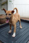 Sox - Mixed Breed Dog