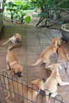  7 Happy Puppies  - Shar Pei Mix Dog