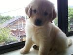 Cute Golden Retriever - Golden Retriever Dog