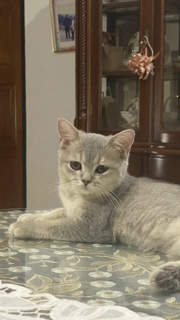 Wonsters - British Shorthair + Domestic Short Hair Cat