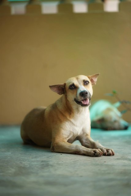 Bau Bau - Mixed Breed Dog