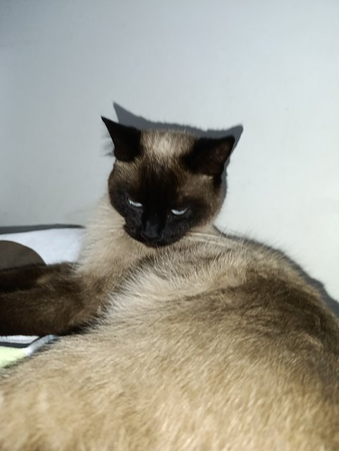 Polly - Siamese Cat