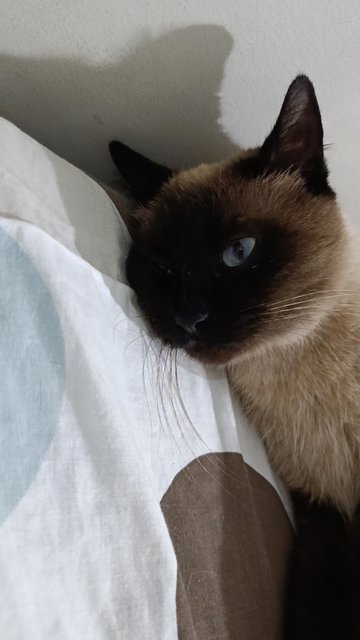 Polly - Siamese Cat