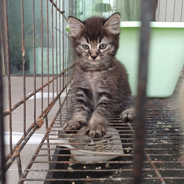 Tony And Kittens - Domestic Short Hair Cat