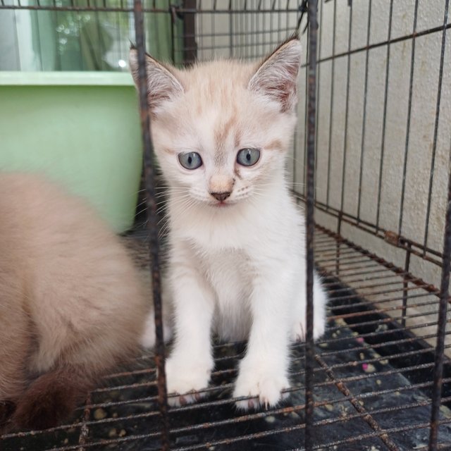 Tony And Kittens - Domestic Short Hair Cat