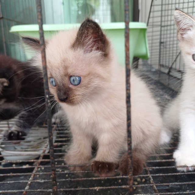 Tony And Kittens - Domestic Short Hair Cat