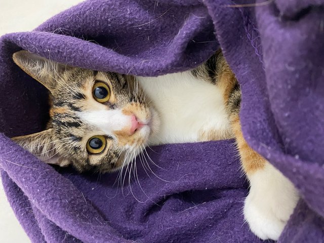 Sunny &amp; Simona Pair - Domestic Short Hair Cat