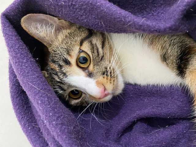 Sunny &amp; Simona Pair - Domestic Short Hair Cat