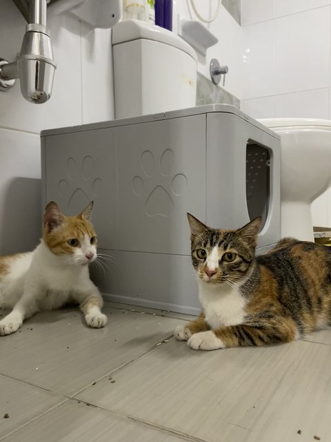 Sunny &amp; Simona Pair - Domestic Short Hair Cat