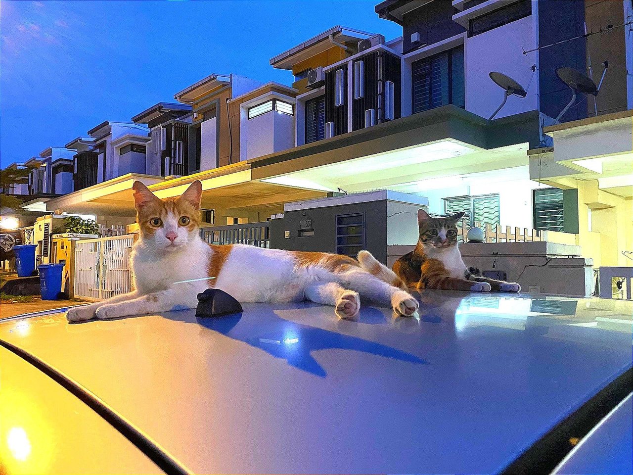 Sunny &amp; Simona Pair - Domestic Short Hair Cat