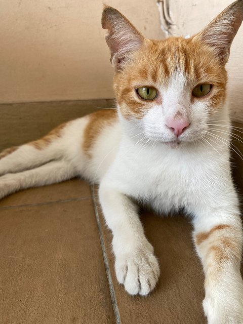 Sunny &amp; Simona Pair - Domestic Short Hair Cat