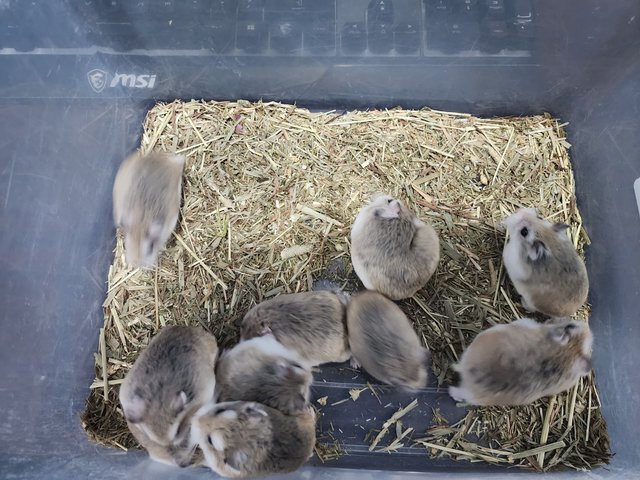 Roborovski Dwarf Hamster🐹 - Roborovsky's Hamster Hamster