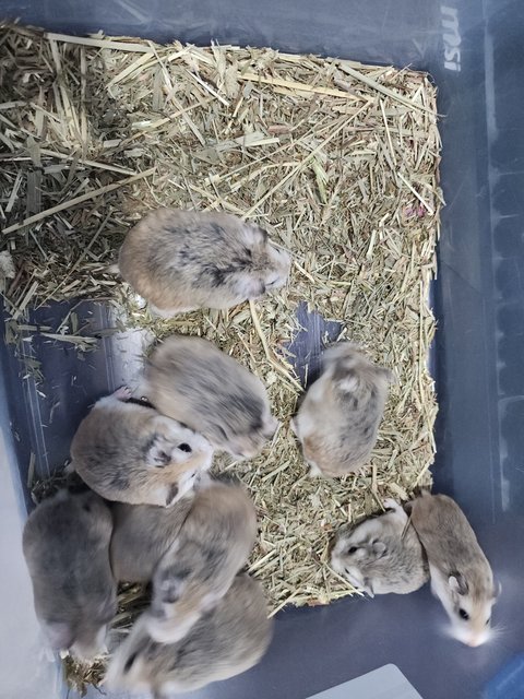 Roborovski Dwarf Hamster🐹 - Roborovsky's Hamster Hamster