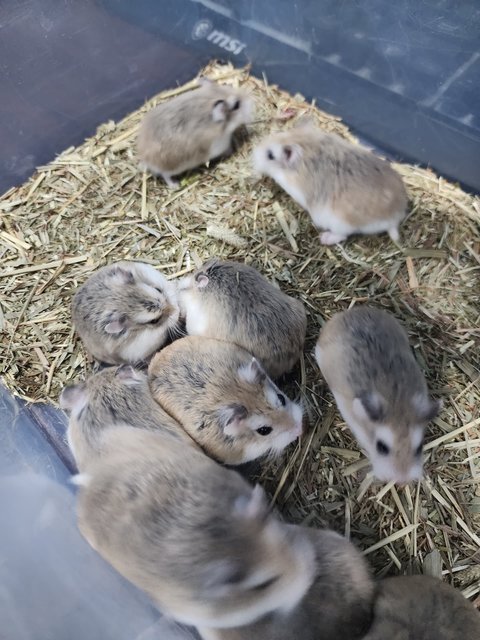 Roborovski Dwarf Hamster🐹 - Roborovsky's Hamster Hamster