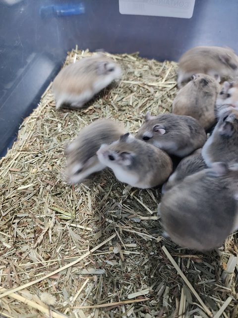 Roborovski Dwarf Hamster🐹 - Roborovsky's Hamster Hamster