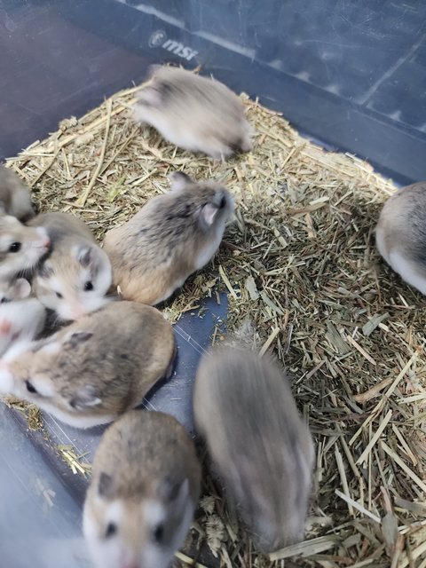 Roborovski Dwarf Hamster🐹 - Roborovsky's Hamster Hamster