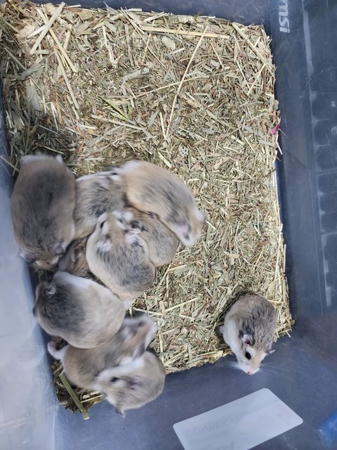 Roborovski Dwarf Hamster🐹 - Roborovsky's Hamster Hamster