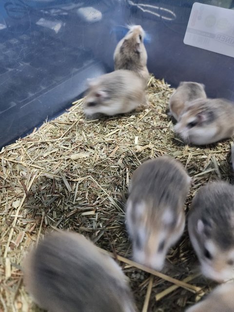 Roborovski Dwarf Hamster🐹 - Roborovsky's Hamster Hamster