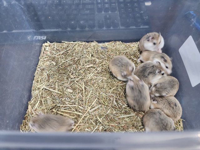 Roborovski Dwarf Hamster🐹 - Roborovsky's Hamster Hamster