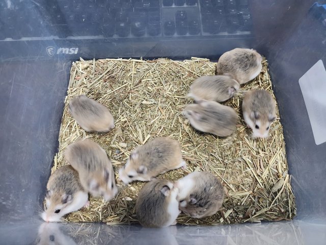 Roborovski Dwarf Hamster🐹 - Roborovsky's Hamster Hamster