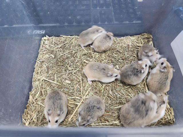 Roborovski Dwarf Hamster🐹 - Roborovsky's Hamster Hamster