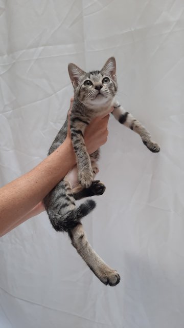 Knot - Domestic Short Hair Cat
