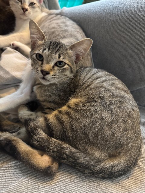 Knot - Domestic Short Hair Cat
