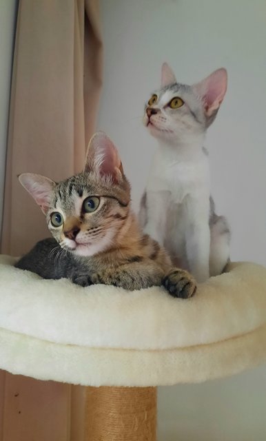 Knot - Domestic Short Hair Cat