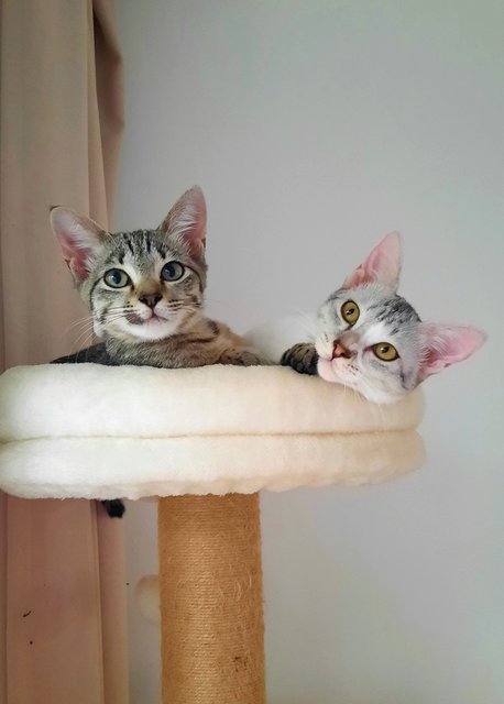 Knot - Domestic Short Hair Cat