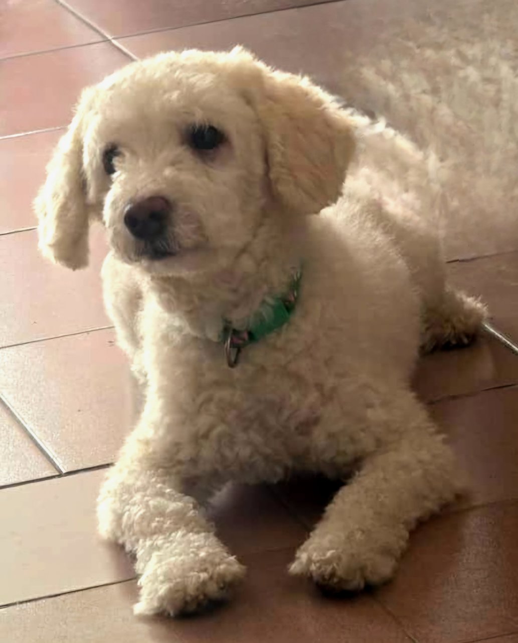 Rossi - Poodle Dog