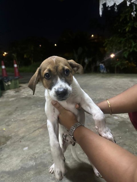 Mixed  - Mixed Breed Dog