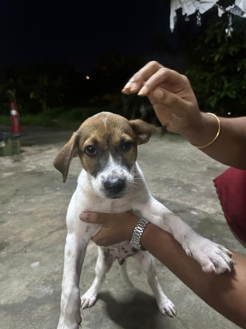 Mixed  - Mixed Breed Dog