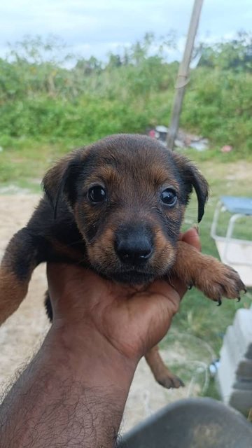 Mixed  - Mixed Breed Dog