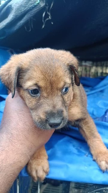 Mixed  - Mixed Breed Dog