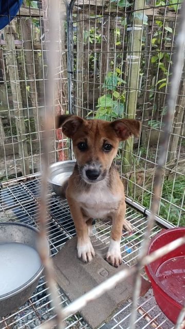 Mixed  - Mixed Breed Dog