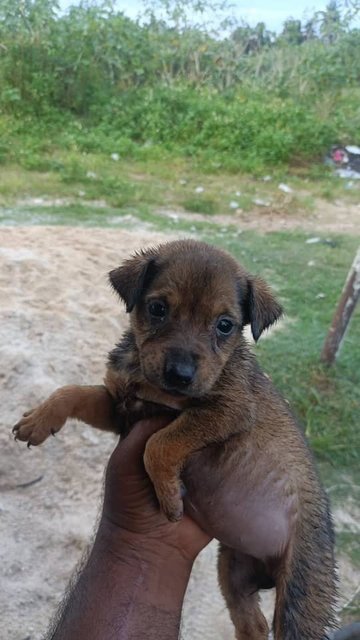 Mixed  - Mixed Breed Dog