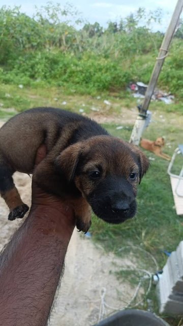 Mixed  - Mixed Breed Dog