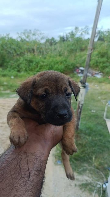 Mixed  - Mixed Breed Dog