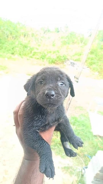 Mixed  - Mixed Breed Dog