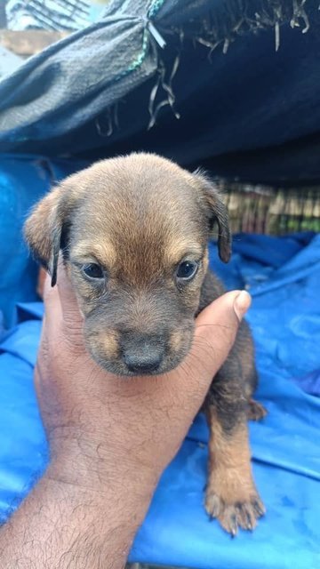 Mixed  - Mixed Breed Dog