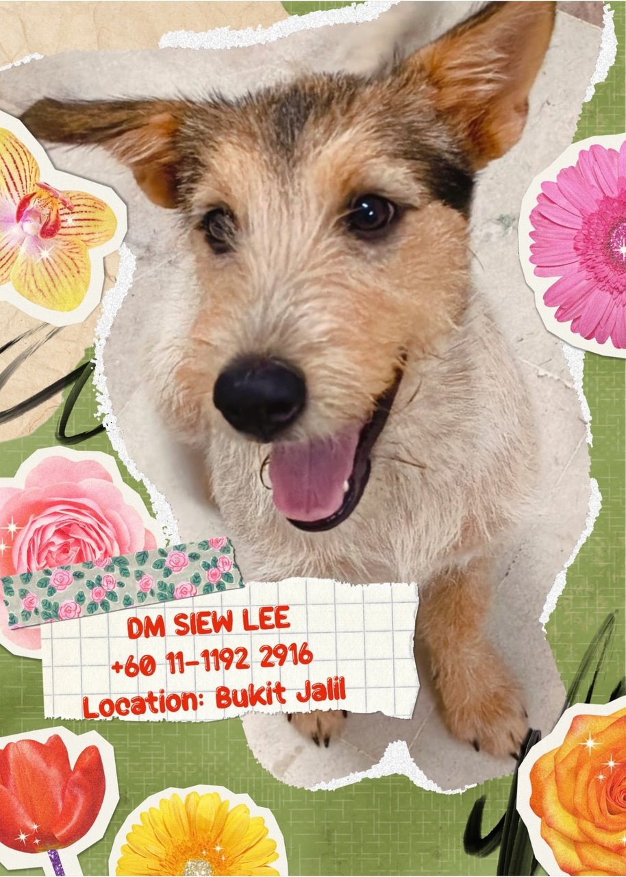 Bee Bee - Norwich Terrier Mix Dog