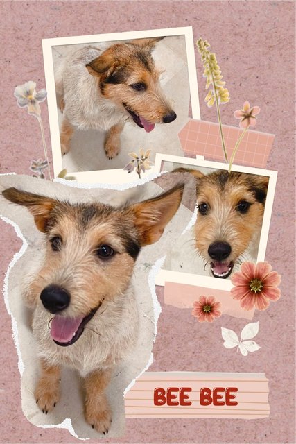 Bee Bee - Norwich Terrier Mix Dog